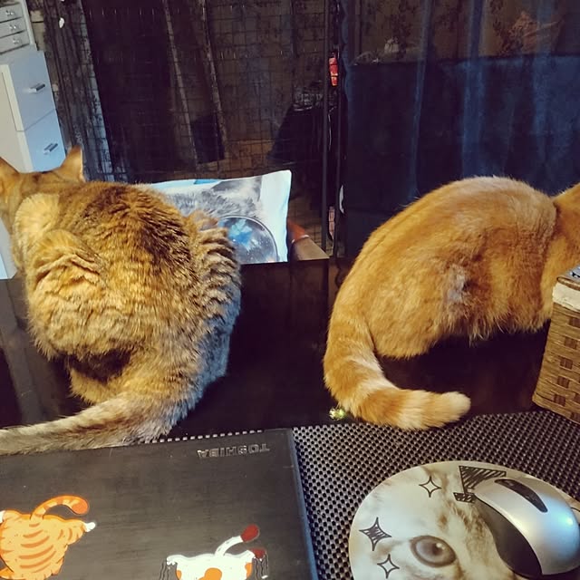 runaさんの実例写真