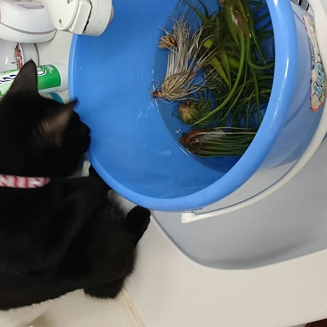 udonさんの実例写真