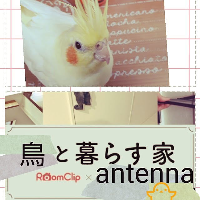 ANTENNAさんの実例写真