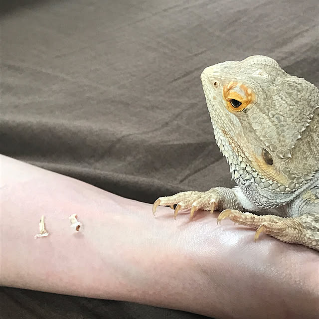 japitonさんの実例写真