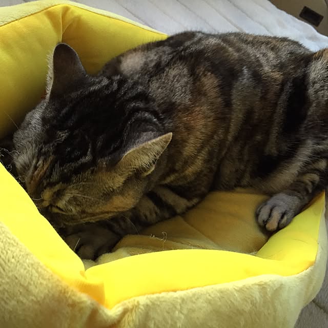 haruさんの実例写真