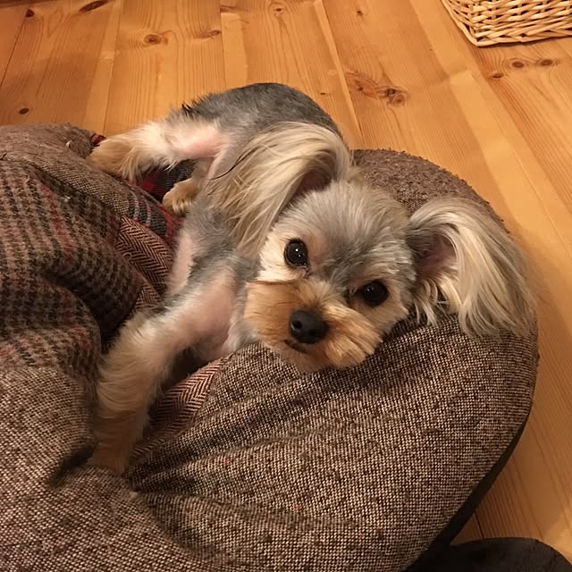 misacoさんの実例写真