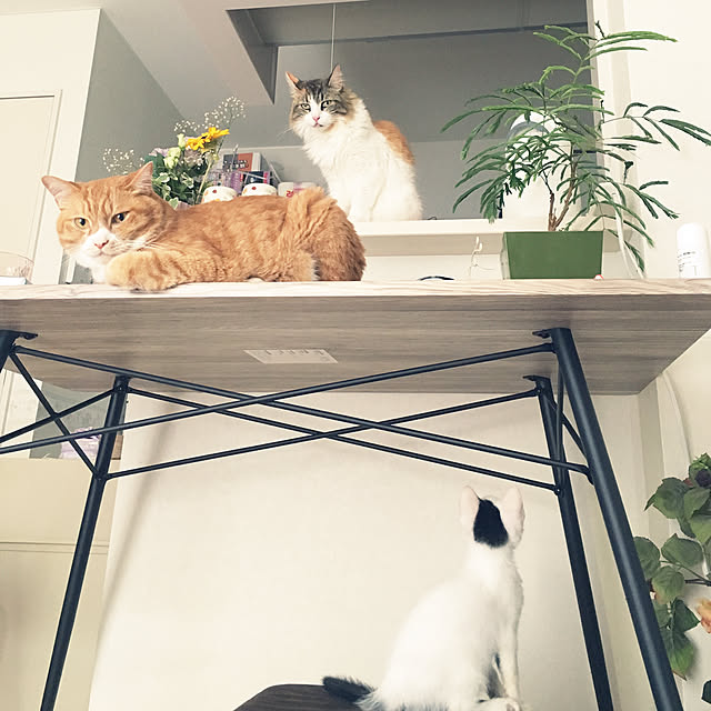 jabo_222さんの実例写真