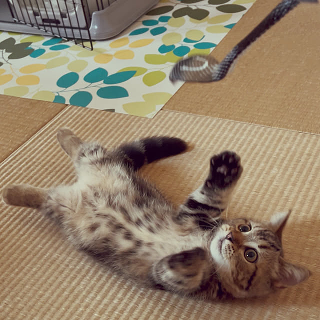 chiiさんの実例写真