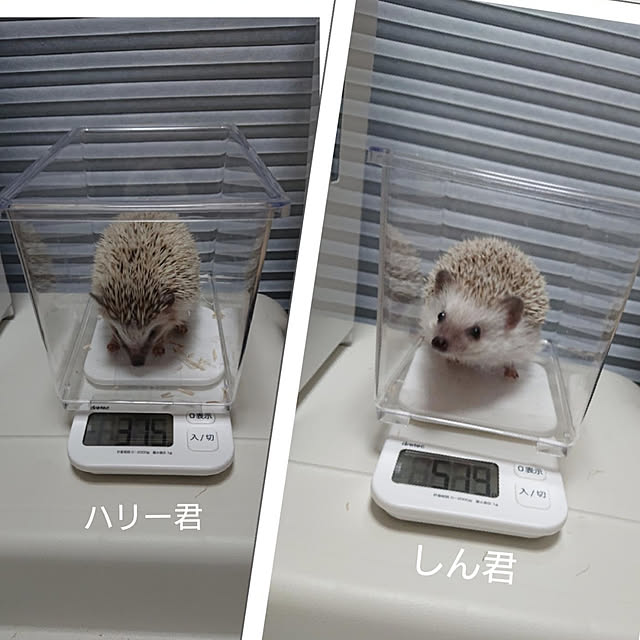 Reikomさんの実例写真
