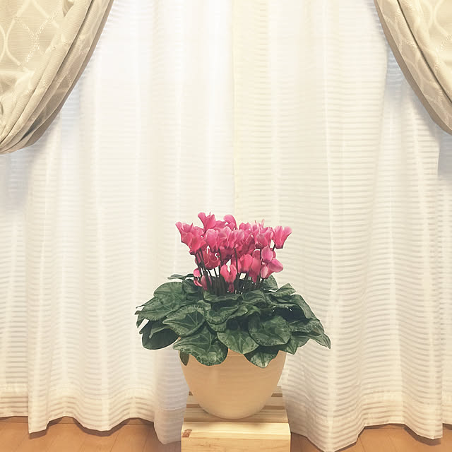 mihokoさんの実例写真