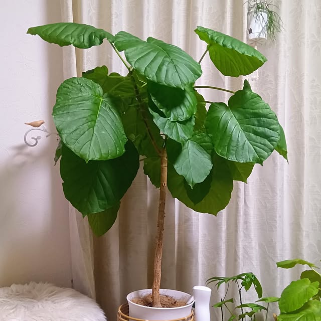 h.t.さんの実例写真