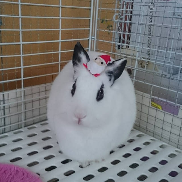 mokarinさんの実例写真