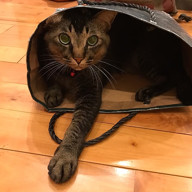 noraさんの実例写真