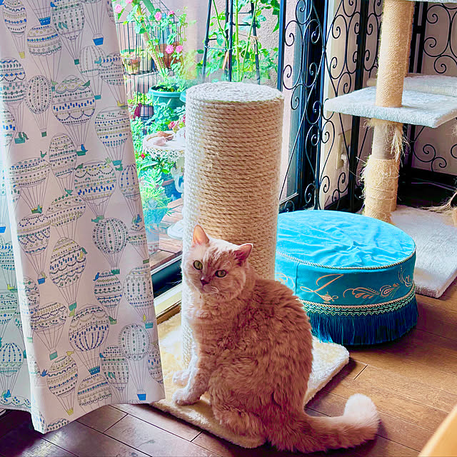 naokoさんの実例写真