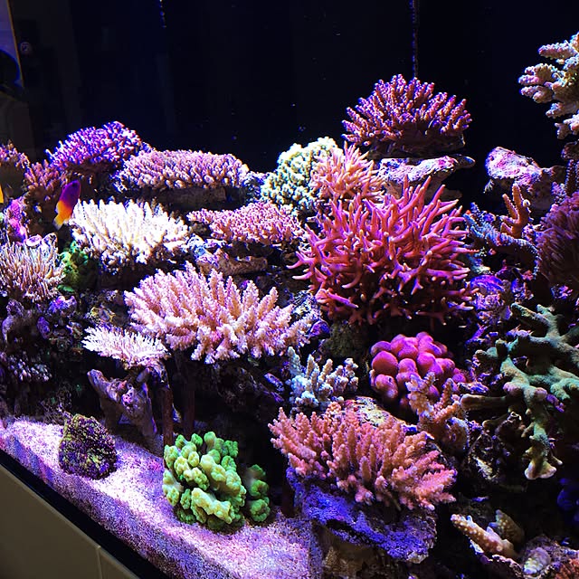 aquarium_seaさんの実例写真