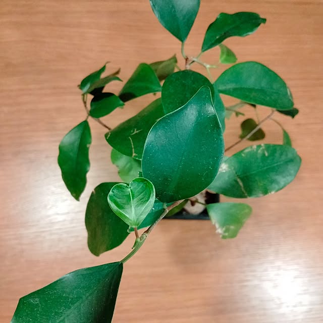 Ofukusanさんの部屋