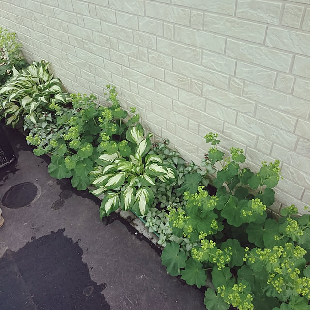 longneiさんの実例写真