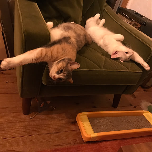 sakurasakuさんの実例写真