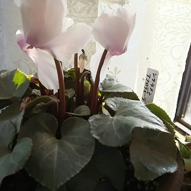 asaki848さんの実例写真