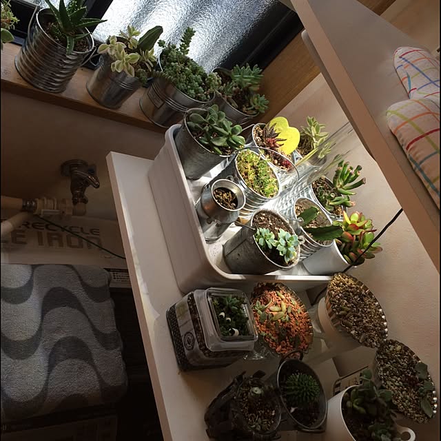 バス/トイレ/多肉植物のインテリア実例 - 2015-11-25 21:34:56