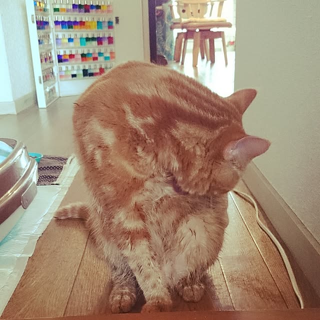 実例写真