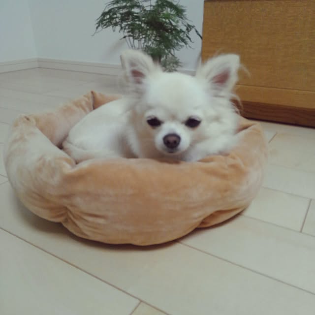 okuriさんの実例写真