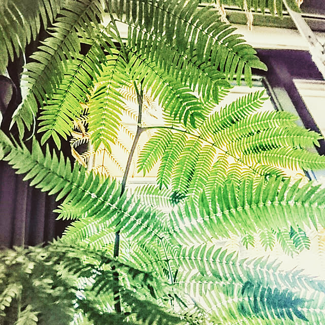 s.p.sunaoさんの実例写真