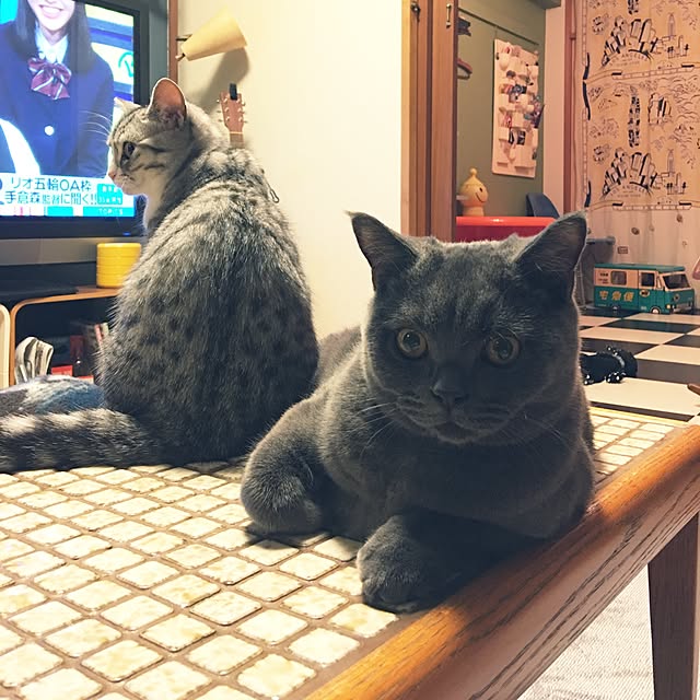 Shojiさんの実例写真