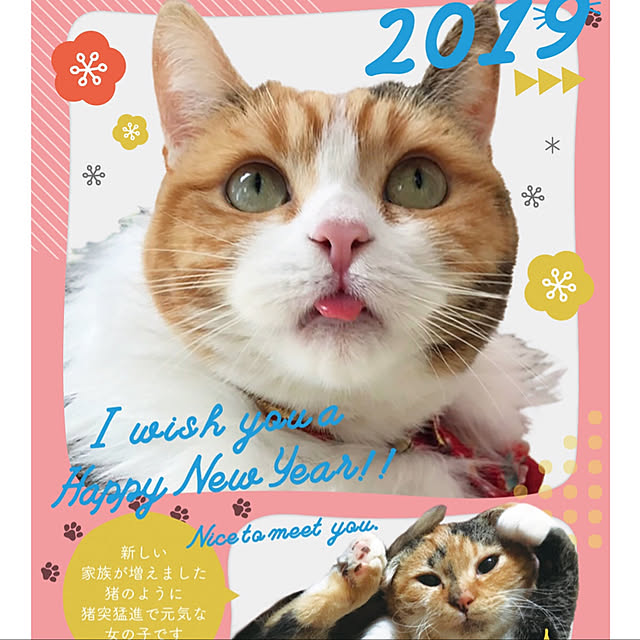 実例写真