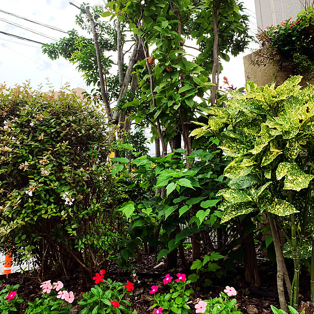 yukarin-gardenさんの実例写真