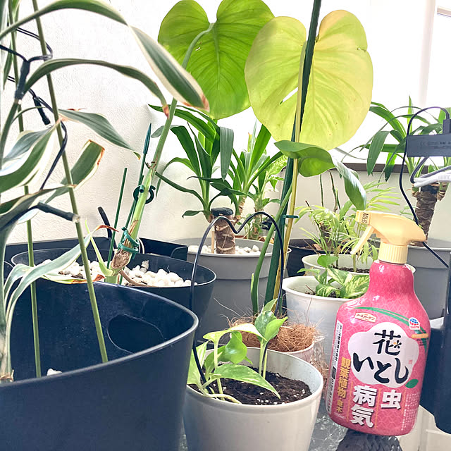 MOMOMAMAさんの実例写真
