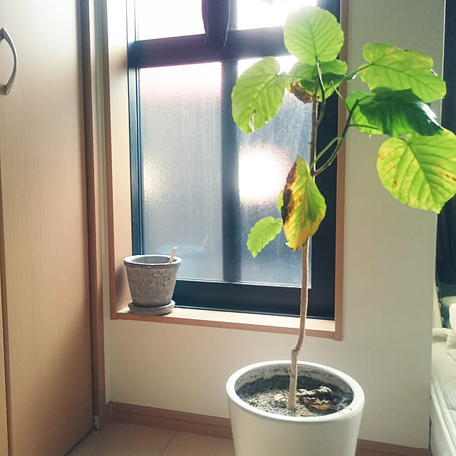 yanopanさんの実例写真