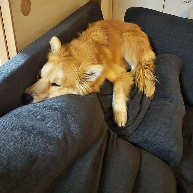 kaoriさんの実例写真