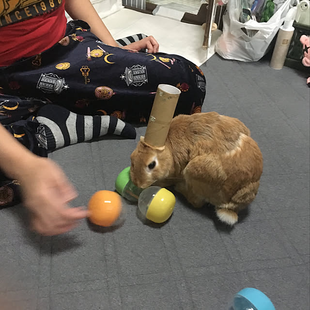 Hatookaさんの実例写真