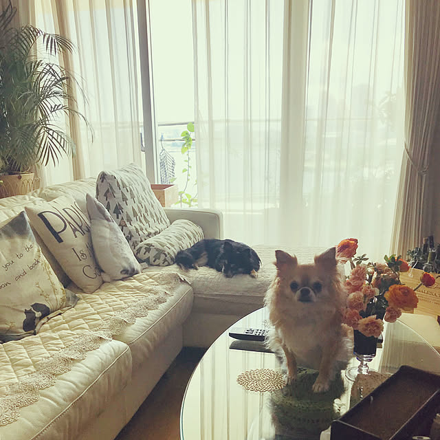 molpieさんの実例写真