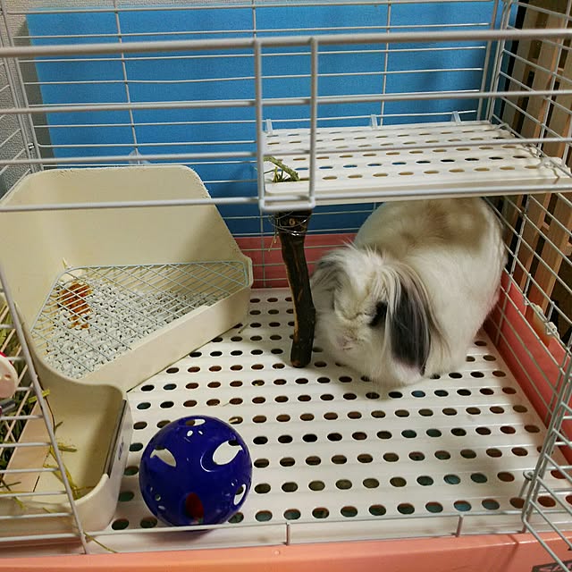 WASABIさんの実例写真