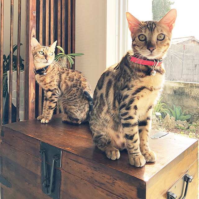 iranさんの実例写真