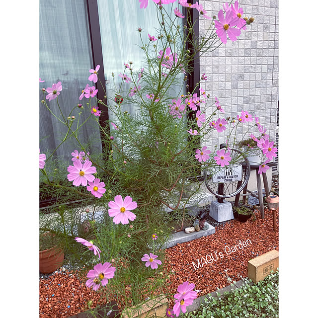 MAGUさんの実例写真