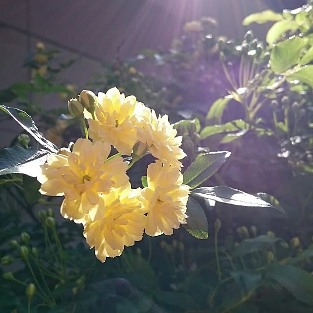 runaさんの実例写真
