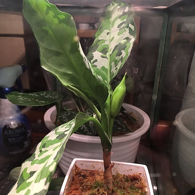 実例写真
