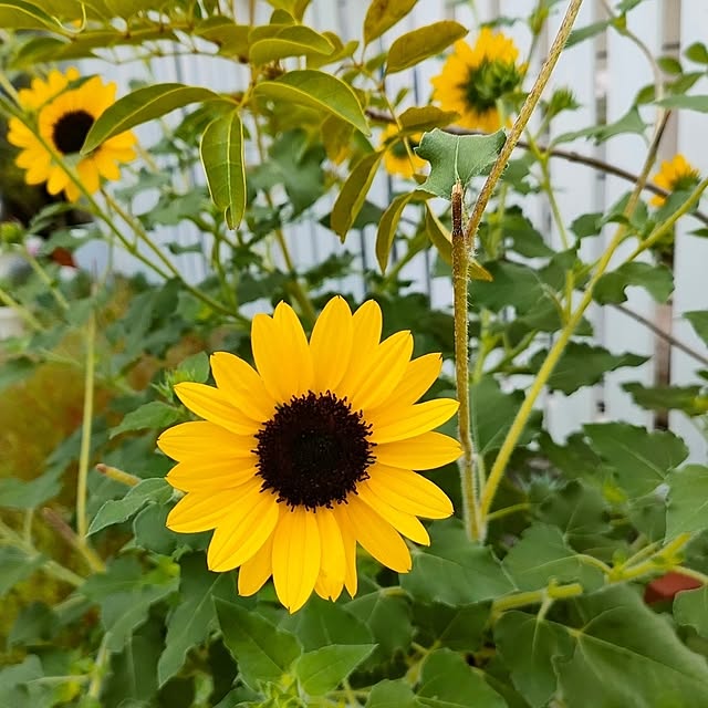 VERANDARJUNさんの実例写真