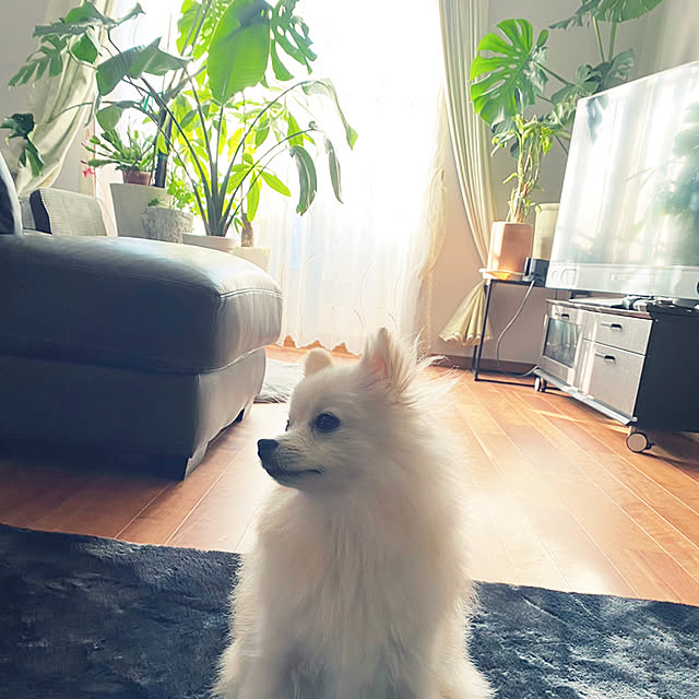 1546さんの実例写真