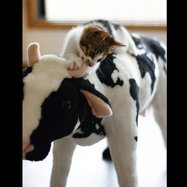 Aquiさんの実例写真