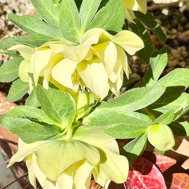 Chigusaさんの部屋