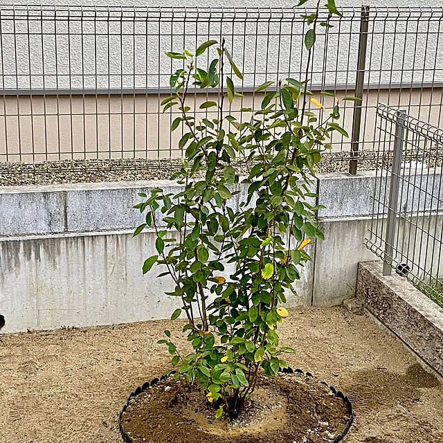 mikigumaさんの部屋