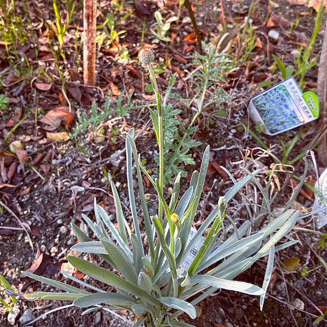 ayayayayaさんの部屋