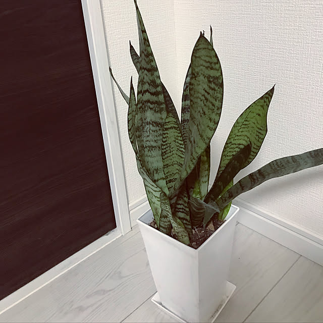 reeさんの実例写真