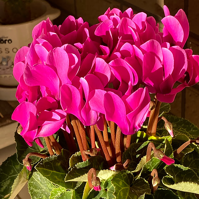 YuuKoさんの実例写真