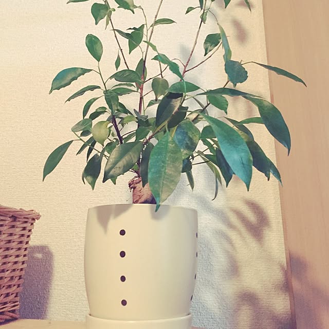 Asakoさんの実例写真