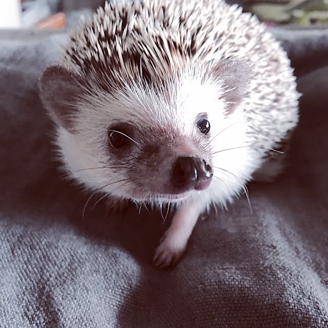 saokoさんの実例写真