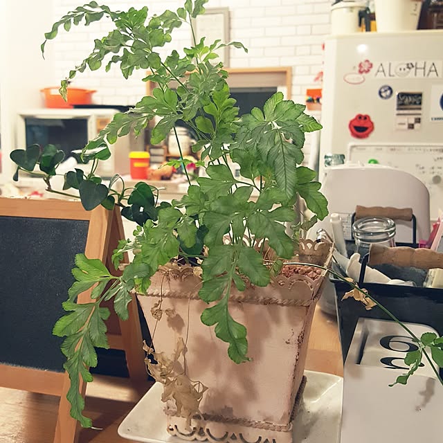 accorinさんの実例写真