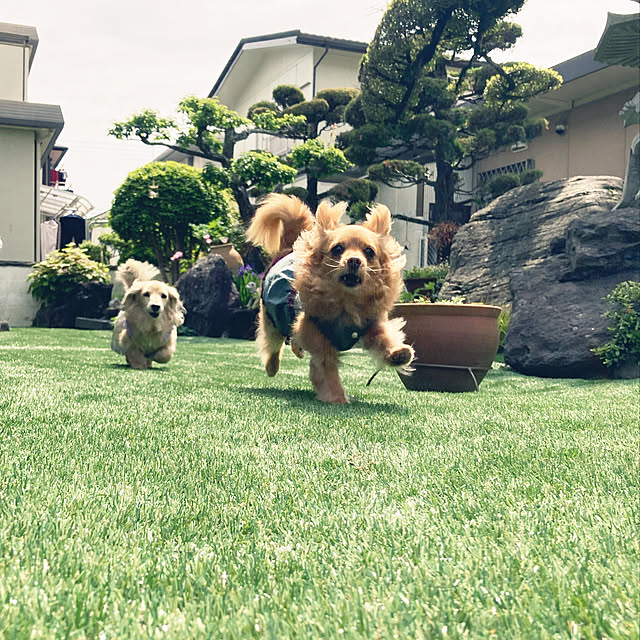 chachamamaさんの実例写真