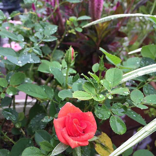happygardenさんの実例写真