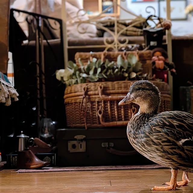 akiさんの実例写真